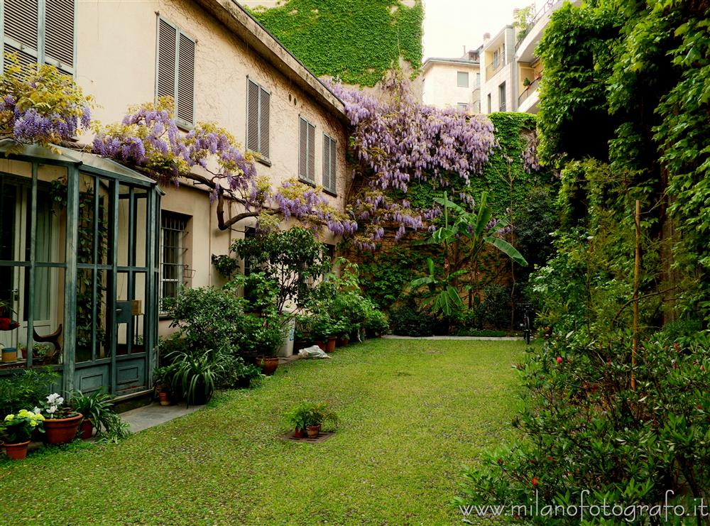 Milano - Cortile con glicine in fiore in corso Garibaldi